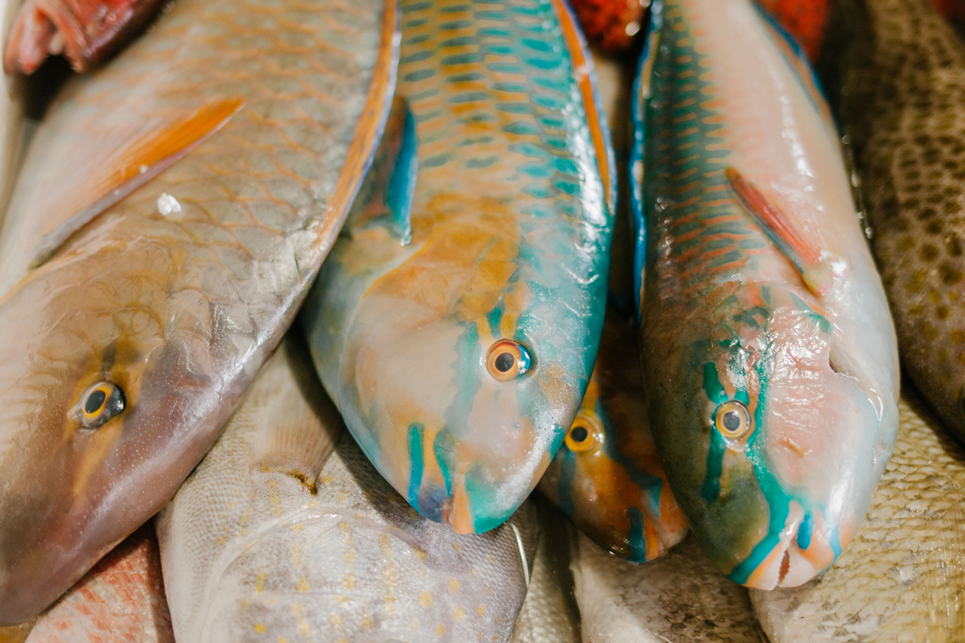 Ikan segar disortir di pasar grosir profesional