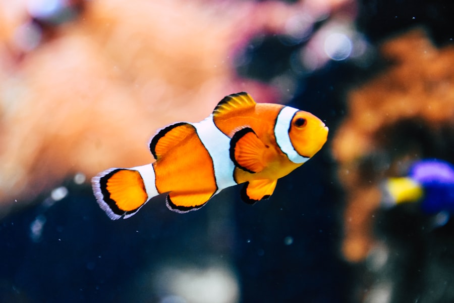 Ikan hidup di perairan jernih