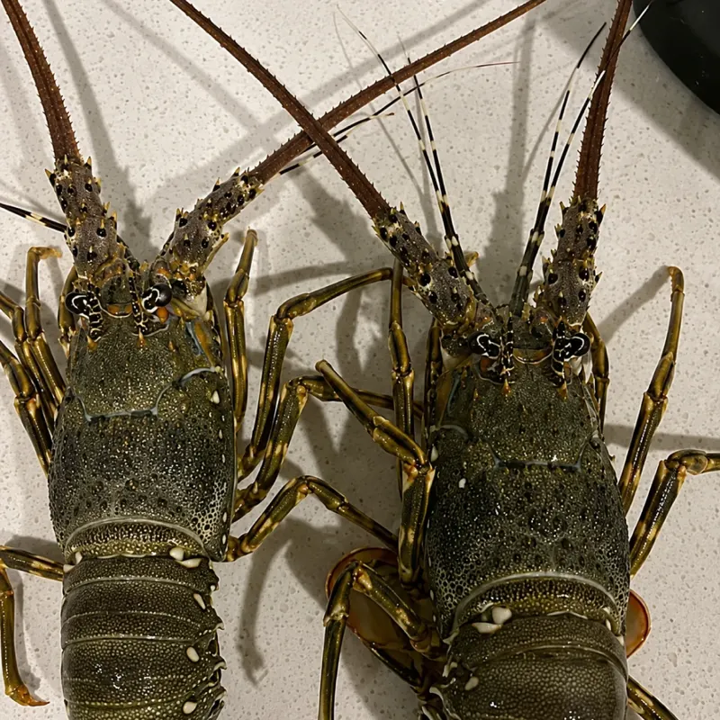 Lobster